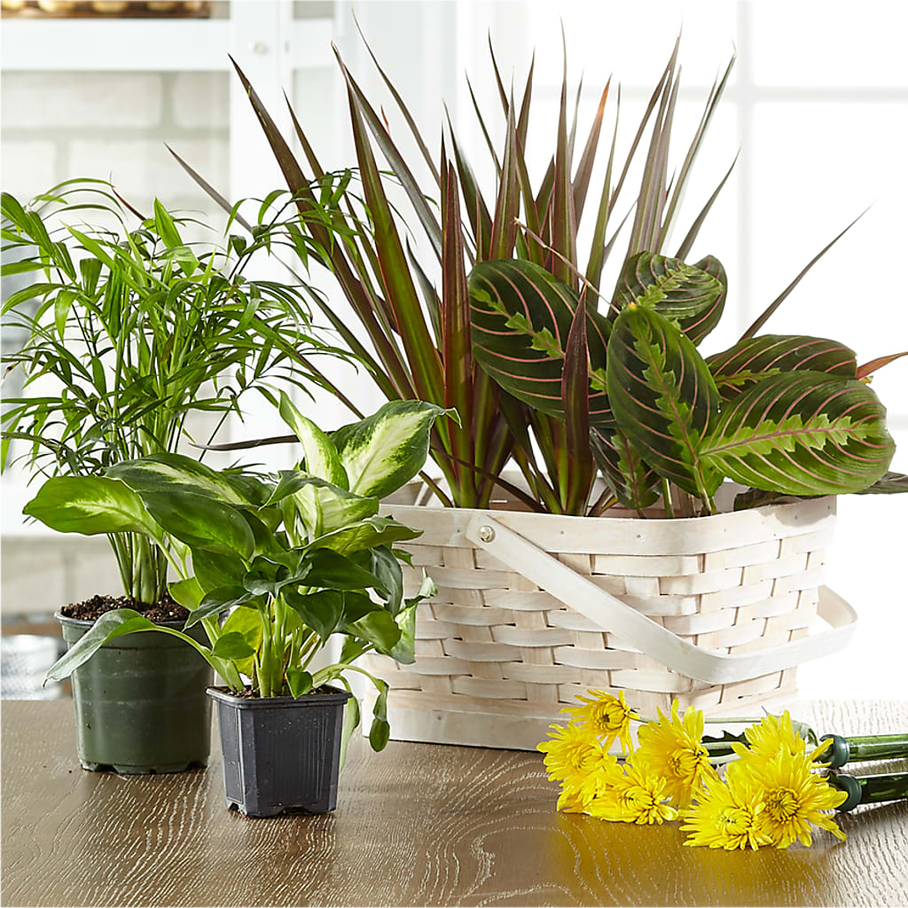 Florist Designed Blooming and Green Plants in a Basket – PAULINE'S BLOOMERS, Brunswick ME
