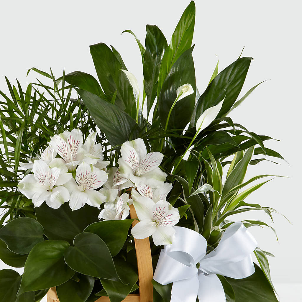 Peace & Serenity Dishgarden – PAULINE'S BLOOMERS, Brunswick ME