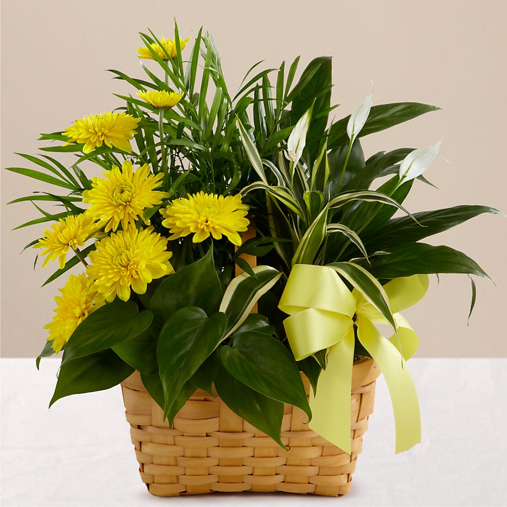 Loving Light Dishgarden – PAULINE'S BLOOMERS, Brunswick ME