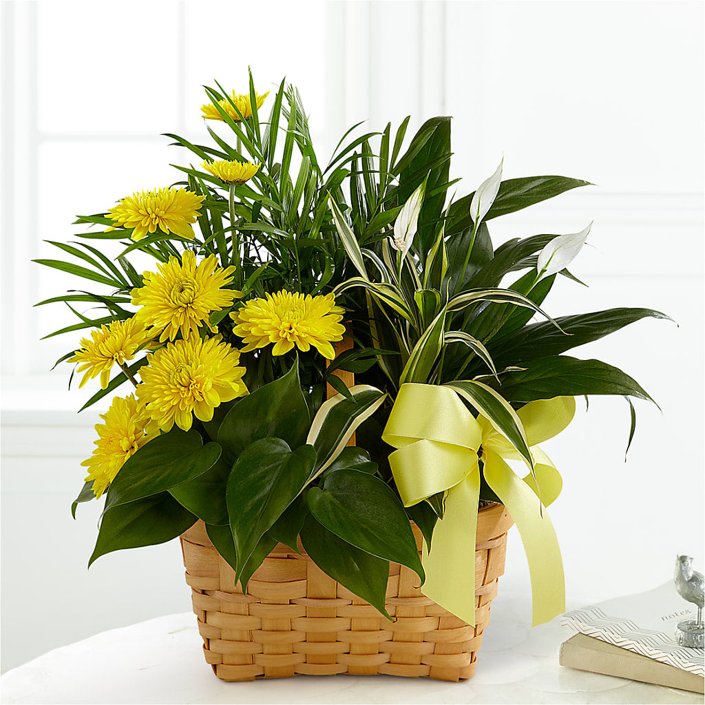 Loving Light Dishgarden – PAULINE'S BLOOMERS, Brunswick ME