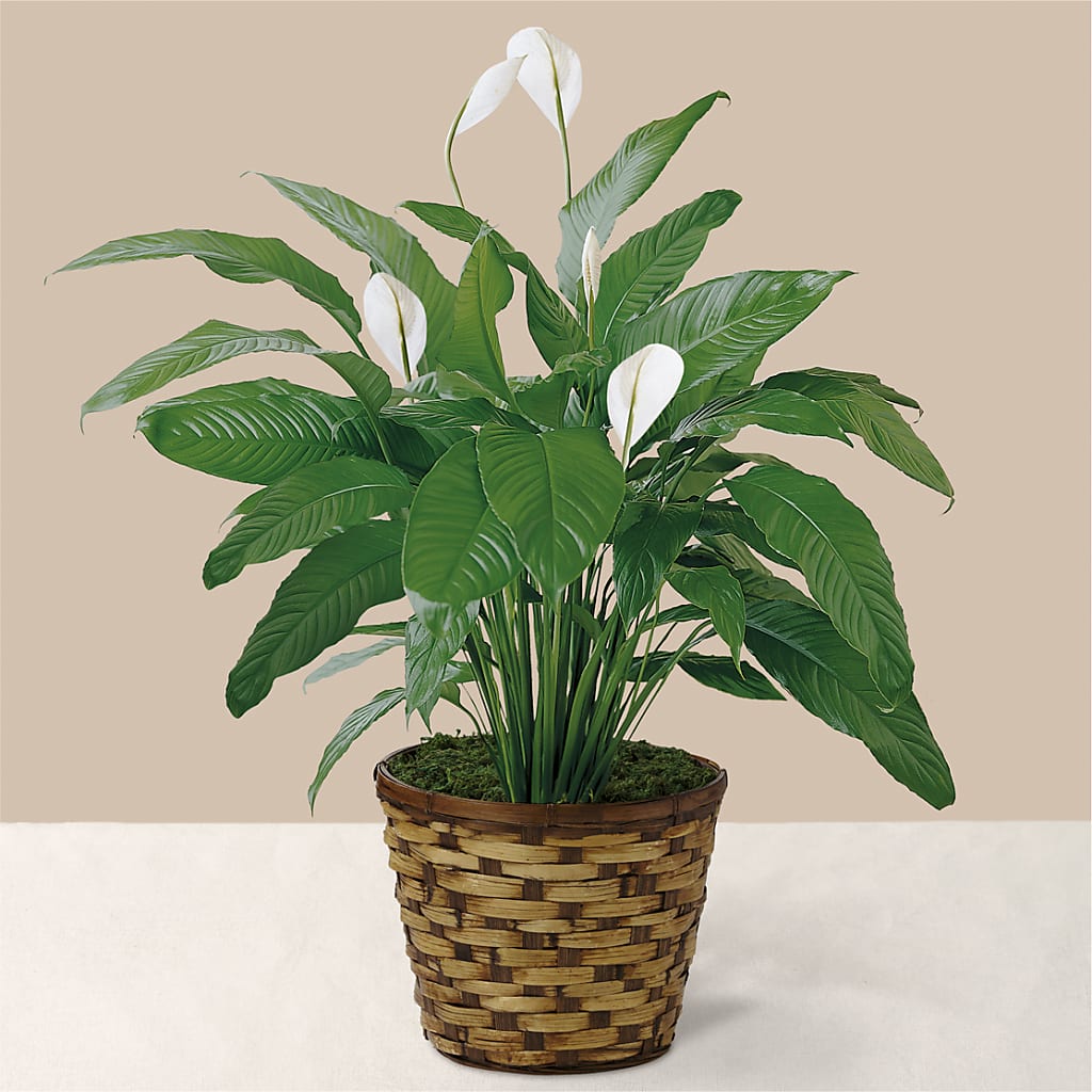 Tranquil Moments Peace Lily Plant – PAULINE'S BLOOMERS, Brunswick ME