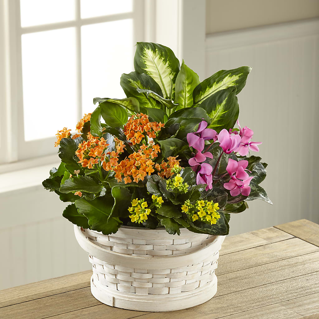 Color Crush Dishgarden – PAULINE'S BLOOMERS, Brunswick ME