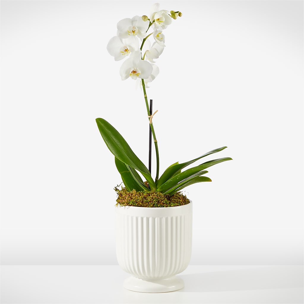 Whispering White Orchid – PAULINE'S BLOOMERS, Brunswick ME