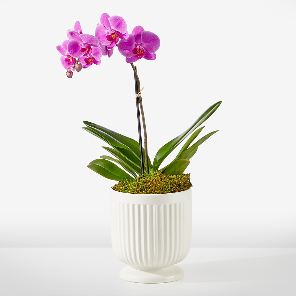 Friendly Fuchsia Orchid – PAULINE'S BLOOMERS, Brunswick ME