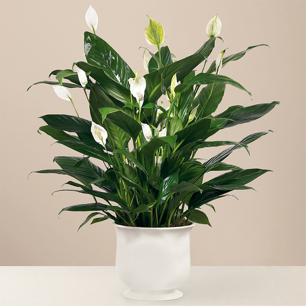 Comfort Planter – PAULINE'S BLOOMERS, Brunswick ME