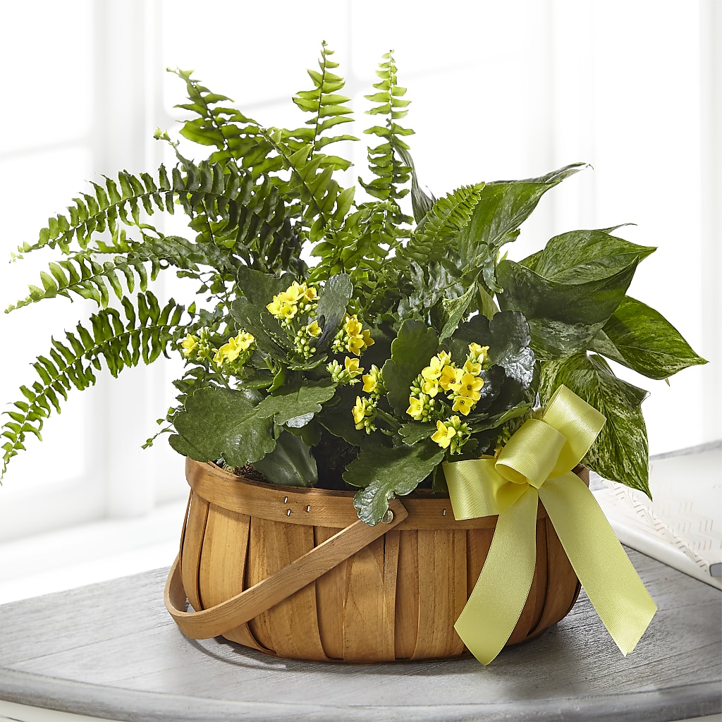 Always Dear Dishgarden – PAULINE'S BLOOMERS, Brunswick ME
