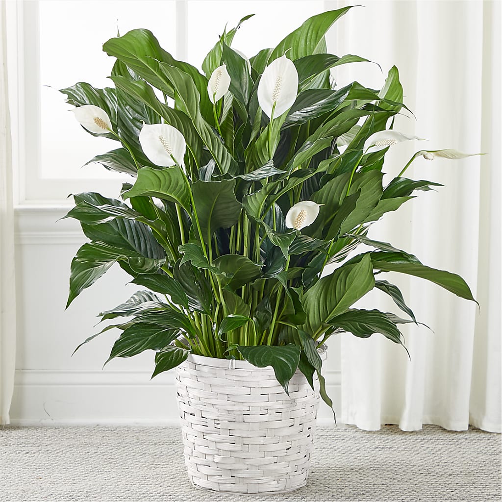 A New Leaf Peace Lily – PAULINE'S BLOOMERS, Brunswick ME