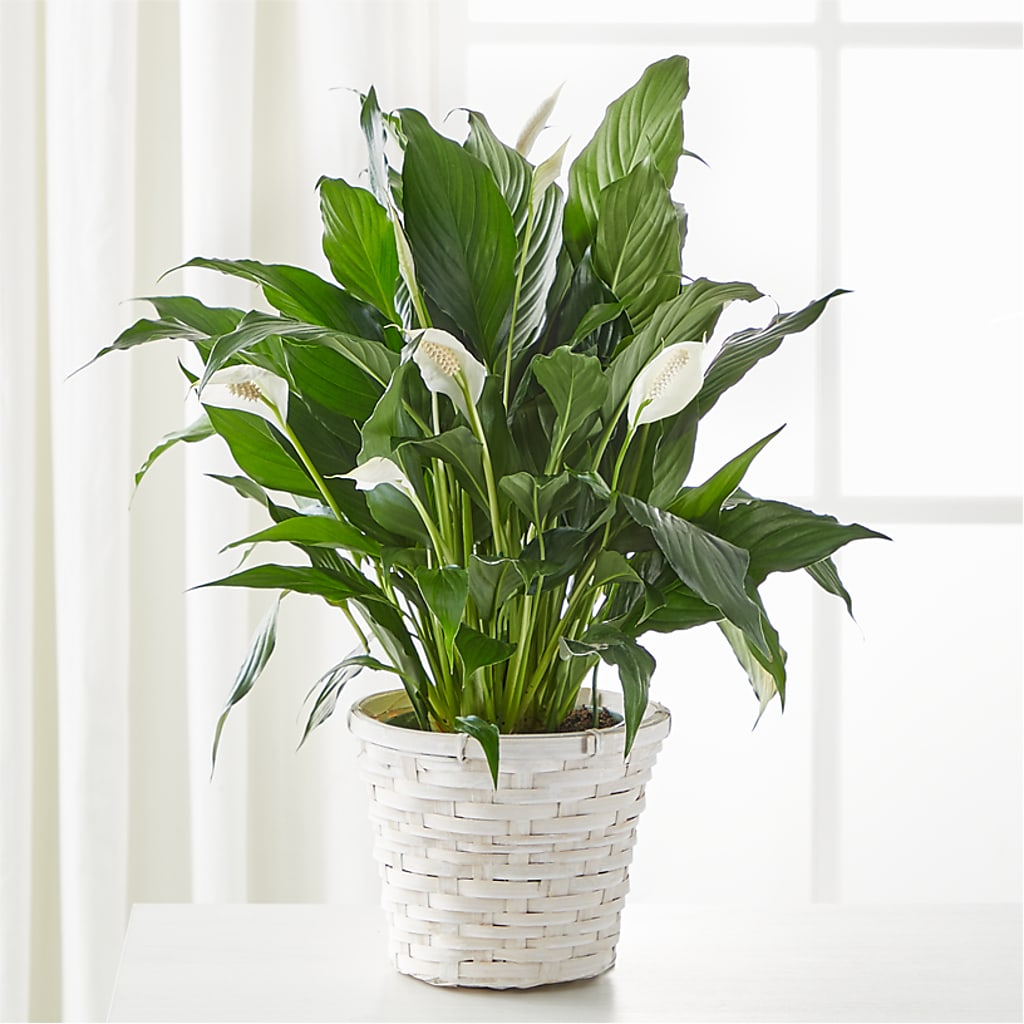 A New Leaf Peace Lily – PAULINE'S BLOOMERS, Brunswick ME