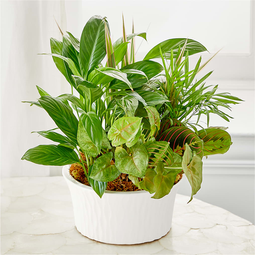 Balance & Harmony Dishgarden – PAULINE'S BLOOMERS, Brunswick ME