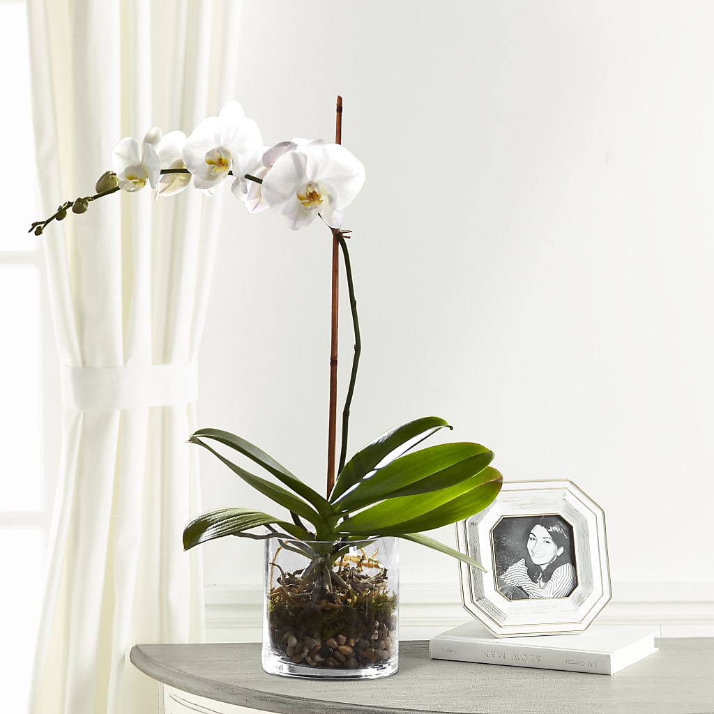 White Orchid Planter – PAULINE'S BLOOMERS, Brunswick ME
