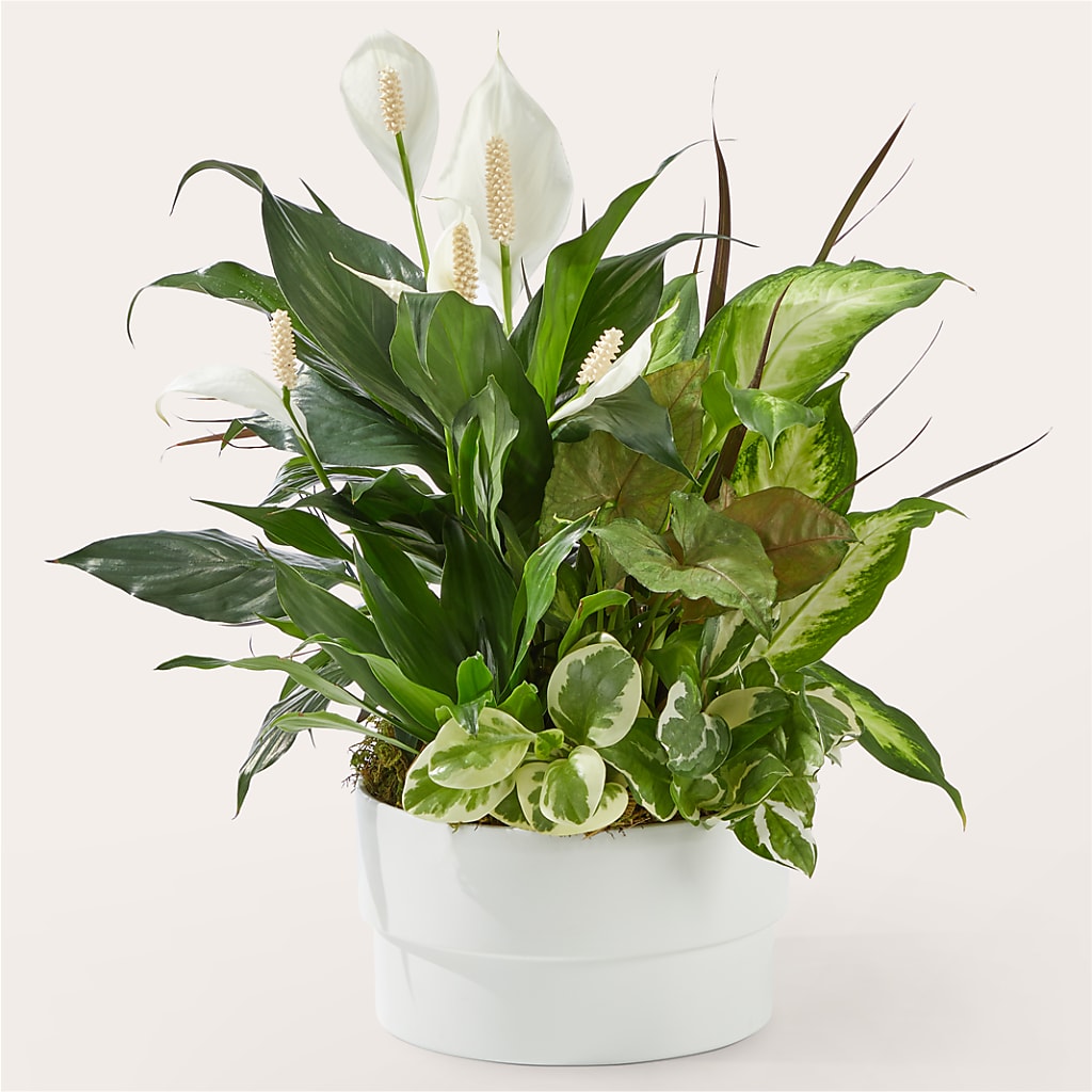 Radiating Positivity Dishgarden – PAULINE'S BLOOMERS, Brunswick ME