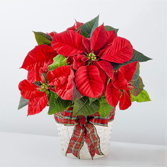 Happiest Holidays Poinsettia – PAULINE'S BLOOMERS, Brunswick ME