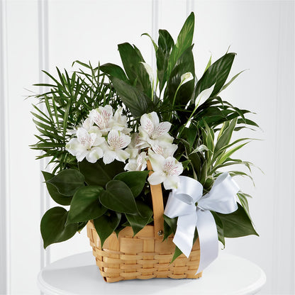 Peace & Serenity Dishgarden – PAULINE'S BLOOMERS, Brunswick ME