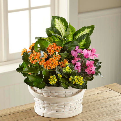 Color Crush Dishgarden – PAULINE'S BLOOMERS, Brunswick ME
