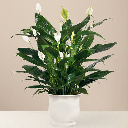 Comfort Planter – PAULINE'S BLOOMERS, Brunswick ME