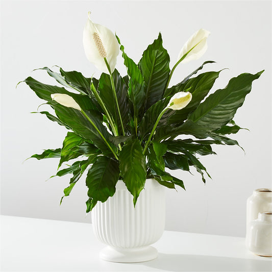 Comfort Planter – PAULINE'S BLOOMERS, Brunswick ME