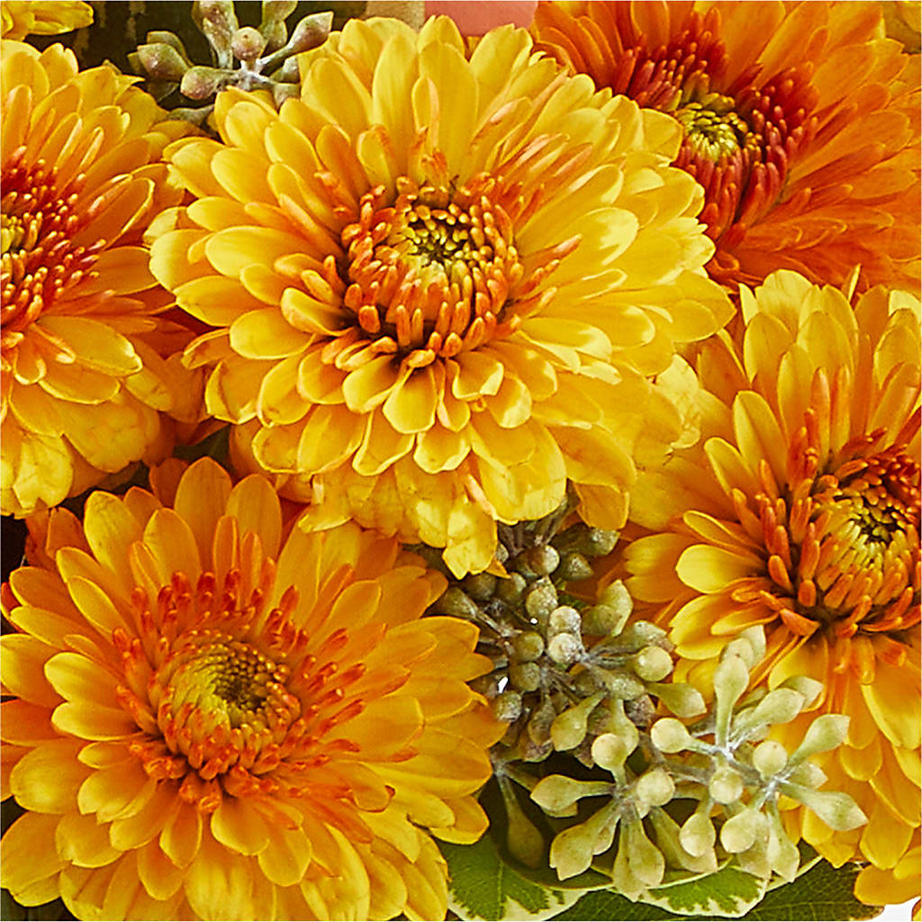 Peachy Pumpkin – PAULINE'S BLOOMERS, Brunswick ME