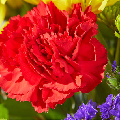 Brighter Days Bouquet – PAULINE'S BLOOMERS, Brunswick ME