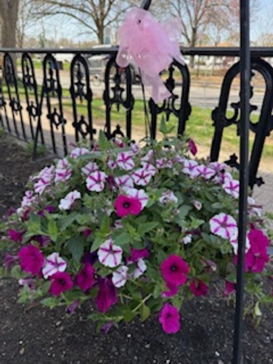 Hanging Plant Basket Designer's Choice