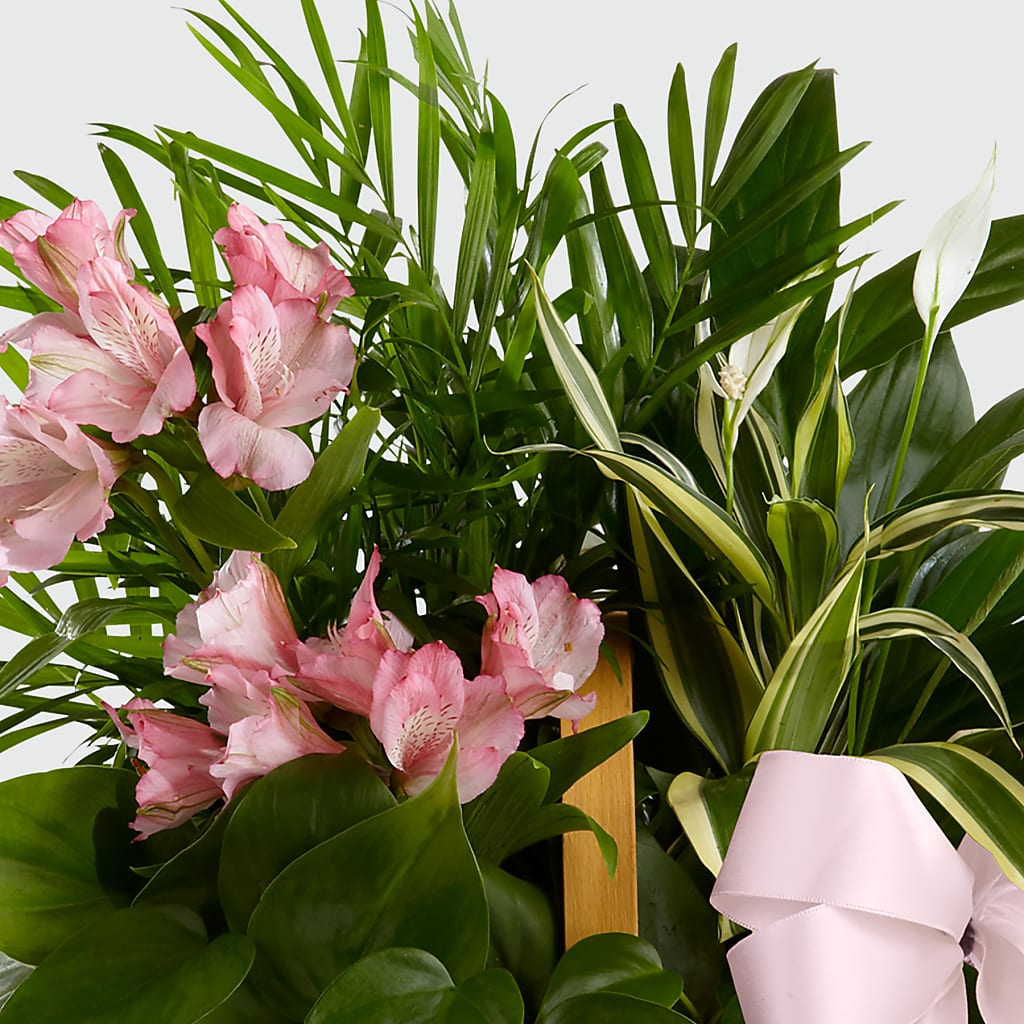 Living Spirit Dishgarden – PAULINE'S BLOOMERS, Brunswick ME