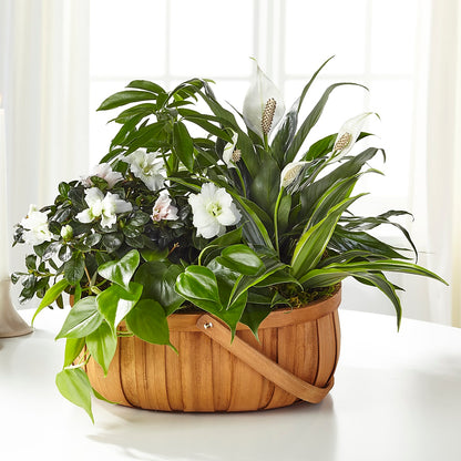 Serene Dishgarden – PAULINE'S BLOOMERS, Brunswick ME