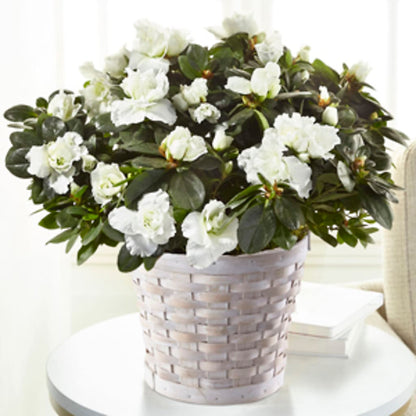 White Azalea Plant – PAULINE'S BLOOMERS, Brunswick ME