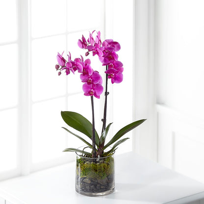 Pink Orchid Plant – PAULINE'S BLOOMERS, Brunswick ME