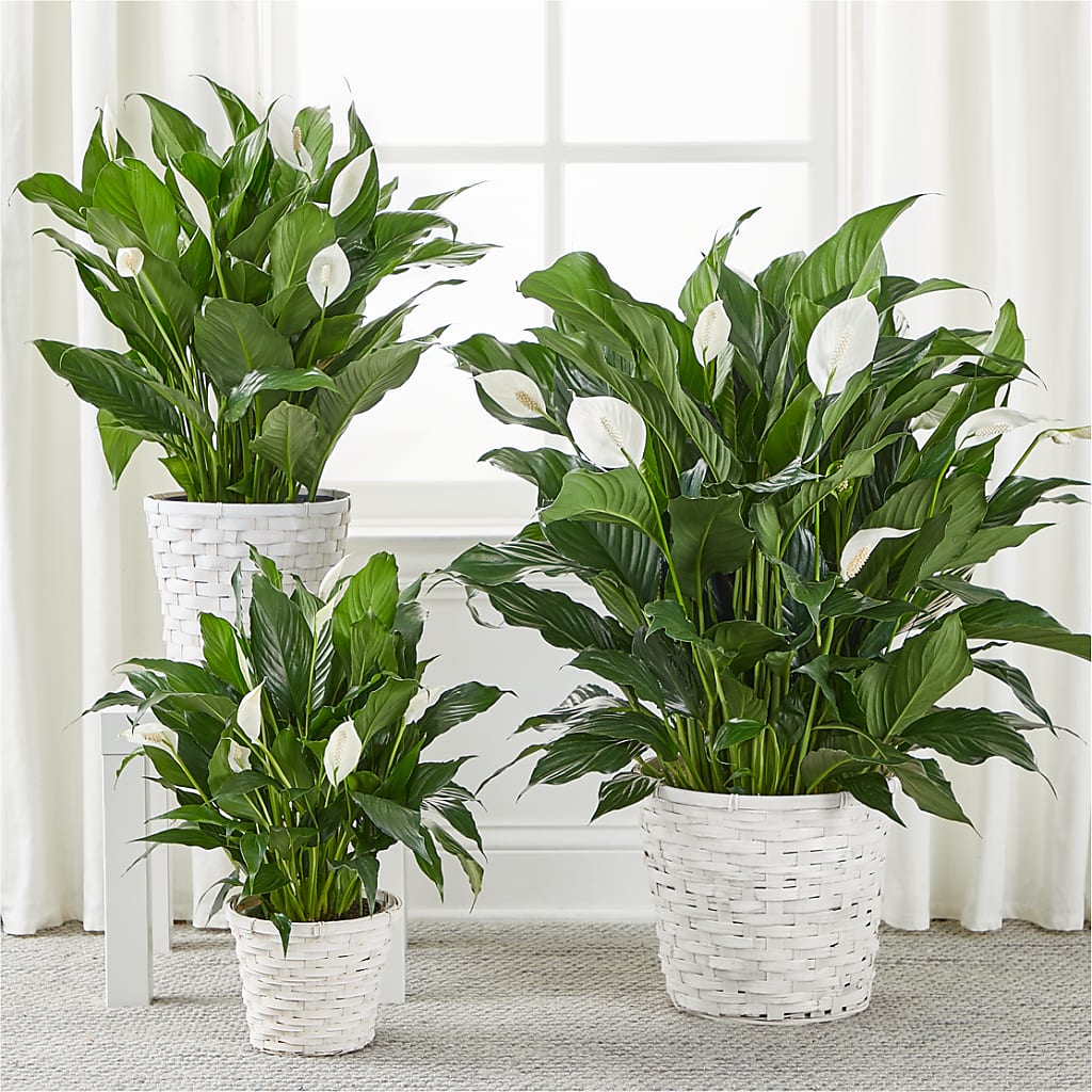 A New Leaf Peace Lily – PAULINE'S BLOOMERS, Brunswick ME