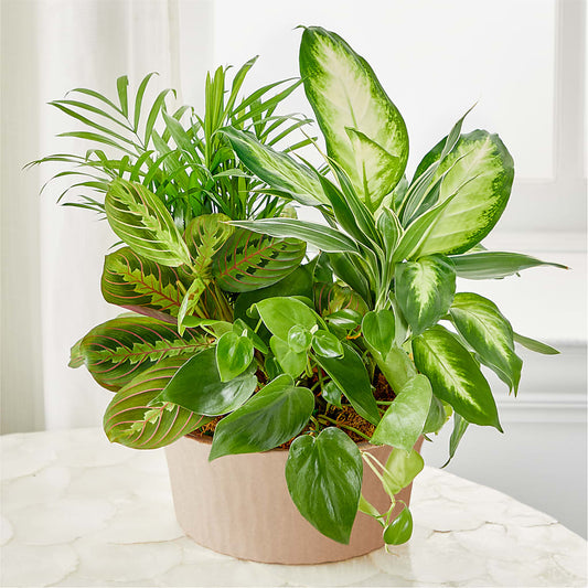 Balance & Harmony Dishgarden – PAULINE'S BLOOMERS, Brunswick ME