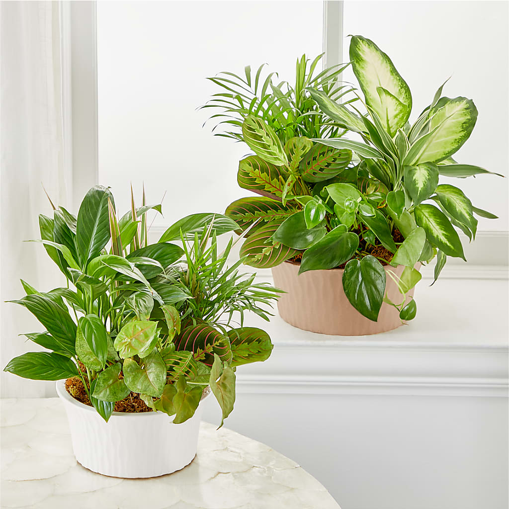 Balance & Harmony Dishgarden – PAULINE'S BLOOMERS, Brunswick ME