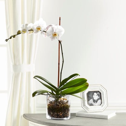 White Orchid Planter – PAULINE'S BLOOMERS, Brunswick ME