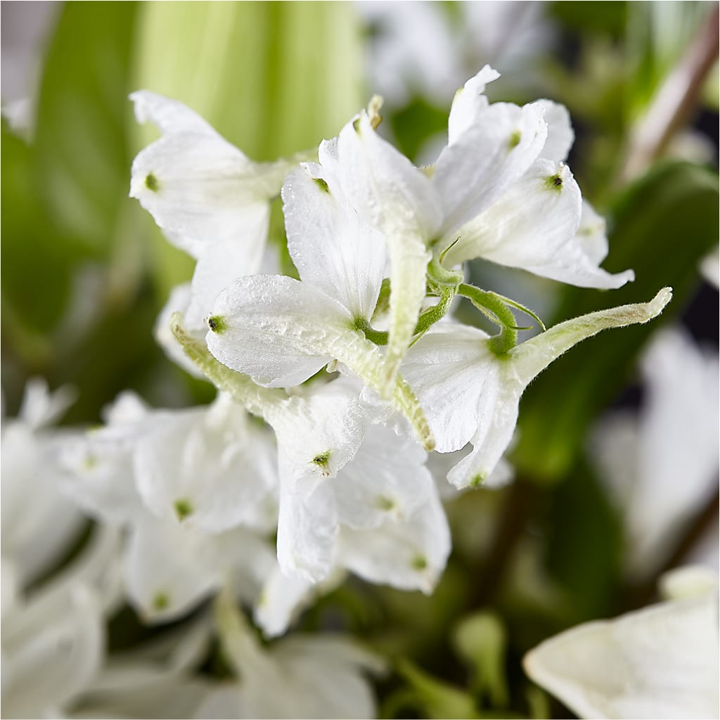 Classic Ivory – A Florist Original – PAULINE'S BLOOMERS, Brunswick ME