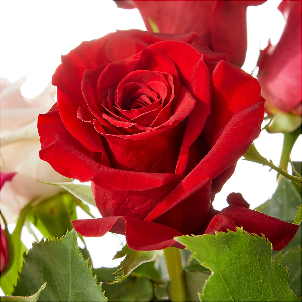 Love Notes Rose Bouquet – PAULINE'S BLOOMERS, Brunswick ME